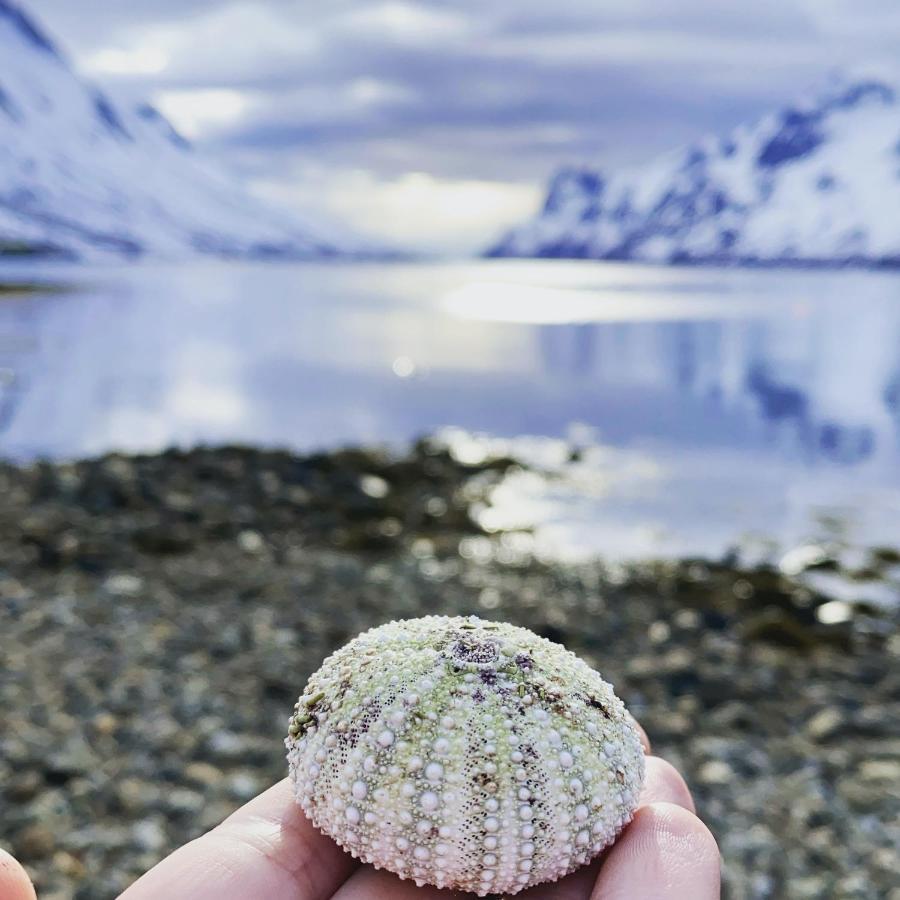Готель The Crush Ersfjordbotn Екстер'єр фото